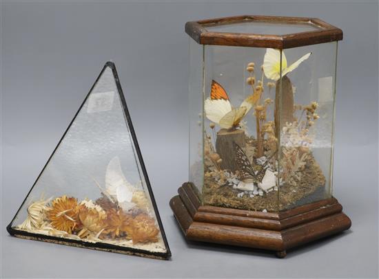 Two taxidermic butterfly displays tallest 22cm